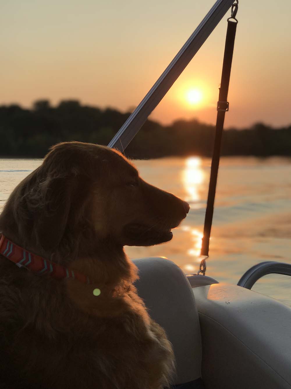 Boat Dog.