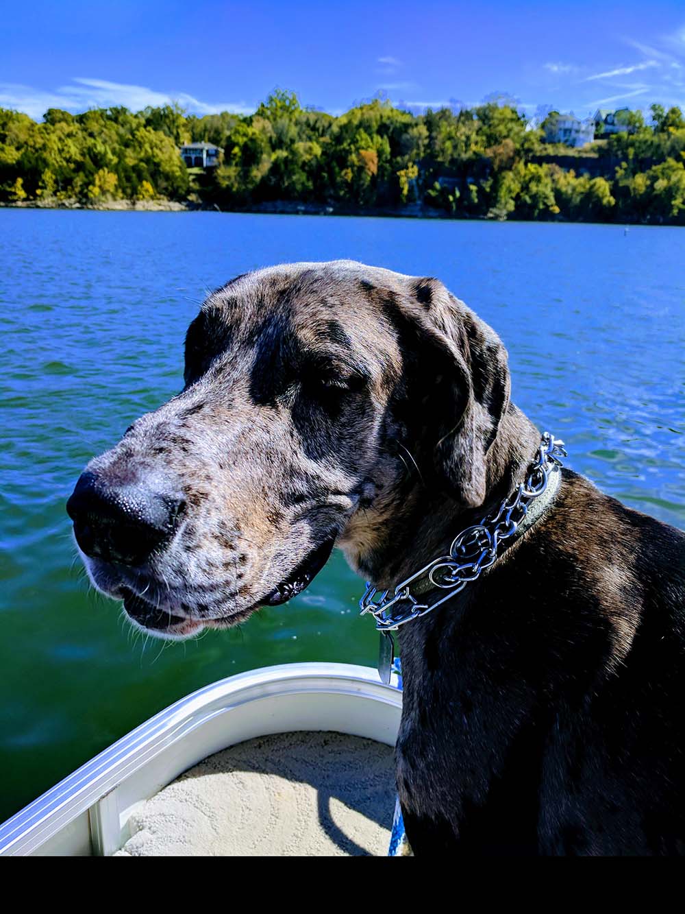 This big guy loves the lake.