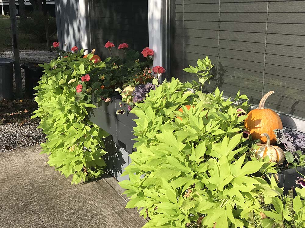 Fall window boxes at the Lil' Woody!