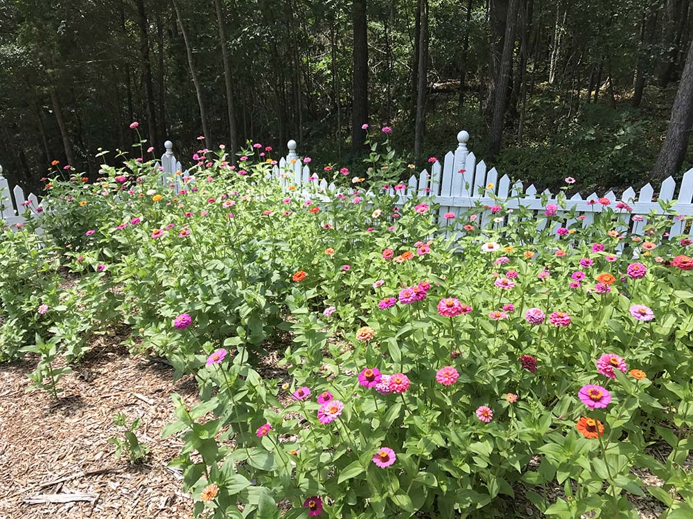Zinnias at the Cottage